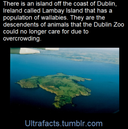 ultrafacts:    What the Heck Are Wallabies Doing in Ireland?Normally