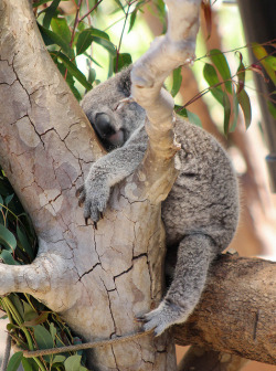sdzoo:Tree Hugger by Michelle_Fryer on Flickr.