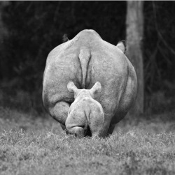 varietas:  David Gulden: Rhinos, The Centre Cannot Hold  ***
