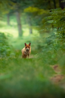 ponderation:  Face to face by Nicolas Le Boulanger