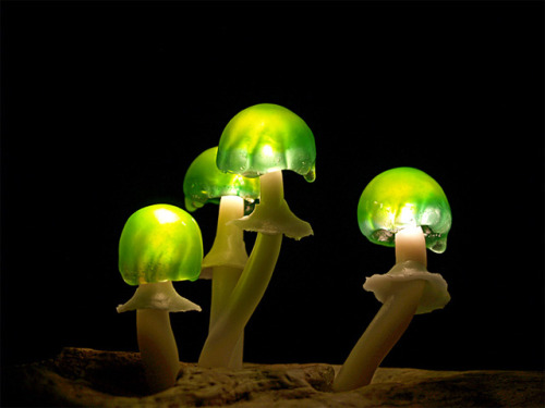 nopenothanks:  vforenterasan:  File this under coolest desk lights of all time. Japanese designer Yukio Takano of The Great Mushrooming builds these fun lights using LEDs embedded in synthetic mushrooms that at a quick glance are passable for the real