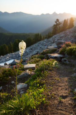 bmyers:  Bear Grass at Sunrise Little Bandera Mountain, Snoqualmie