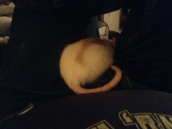 Help, I can’t get up.  There’s a rat in my lap.