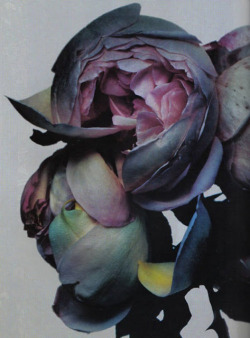 sh8na:  Flora by Nick Knight WWW.SH8NA.TUMBLR.COM 