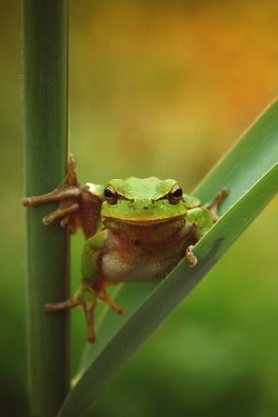 h4ilstorm:  Frog (by id) 