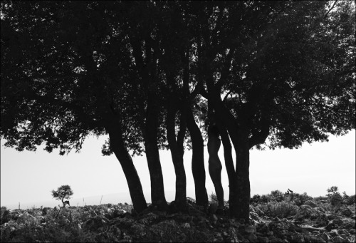 vikikollerova:  The Holly OaksX/21