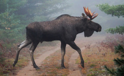 earthporn-org:  Bull Moose   Moose are so terrifying irl