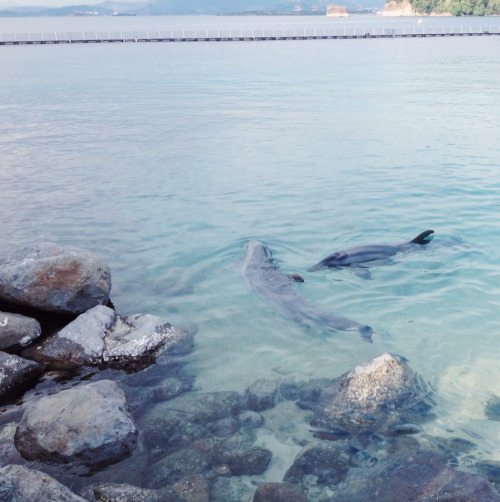61kb:   yes to dolphins 