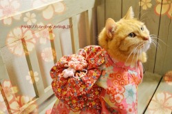 violetprince:Apelila, a gorgeous orange tabby from Tokyo, Japan,