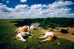 20aliens:  RUSSIA. Altai Territory. 2000. Dead cows lying on