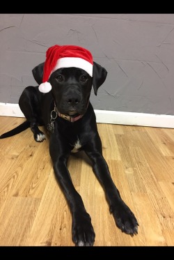 handsomedogs:Miss Charci’s first Christmas!❤🎅🏼