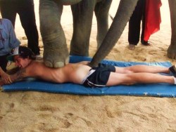 papimalo28:  voyeurgg:  The elephant in the r(ect)oom…………………….
