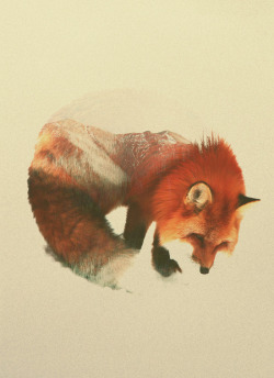 bestof-society6:    ART PRINTS BY ANDREAS LIE  Snow Fox Polar