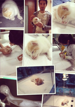 youngbaebae:  Godfrey Gao rescued an injured kitten in his basement