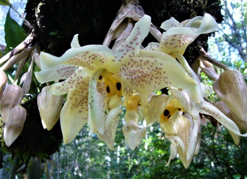 orchid-a-day:  Stanhopea oculataSyn.: Too many to listAugust