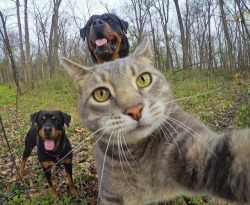 aww-so-pretty:  This cat have better selfies than me