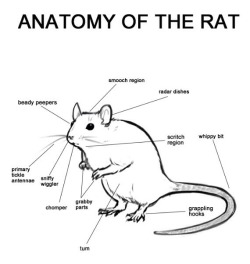 jericrah:  A very scientific diagram of a ratty 