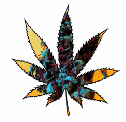 grow-your-weed:  Smoke your own pot right now - Click here 