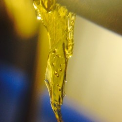 weedporndaily:  Some master yoda shatter from @nectarsector x