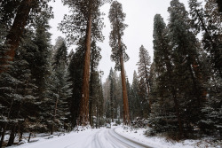 jasonincalifornia:  Snowy Sequoia Roads  Instagram////Prints