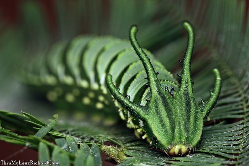 onenicebugperday:Plain nawab butterfly caterpillar, chrysalis,