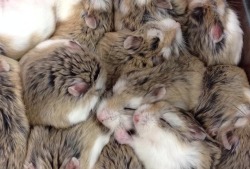 r4ven:  Look at these cute lil dwarfy hamsters. Look.   I’m