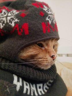 moonbeann:  awwww-cute:  I put a ski mask on my cat  He liikes