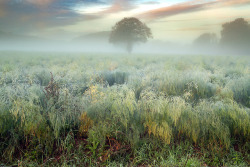 90377:  EARLY MORNING FOREST LIGHT by Tony Armstrong-Sly   