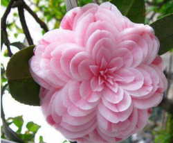 floralfloralfloral:  Love Nature’s symmetry - Camellia japonica