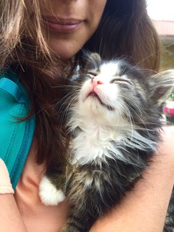 awwww-cute:  My university brings us cats. Her name is marbles