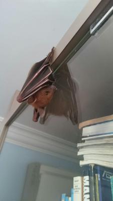 awwww-cute:  So a bat flew into my room at night and decided