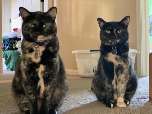 cutecatpics:  Lucy and Ethel judging me from the top of the stairs