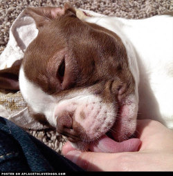 aplacetolovedogs:  Sweet Boston Terrier giving mommy some love