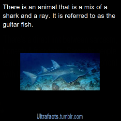 ultrafacts:  Source For more facts, Click HERE to follow Ultrafacts