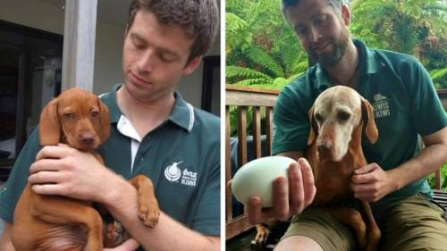 doggos-with-jobs:  NZ conservation dog who saved 1700 kiwi from