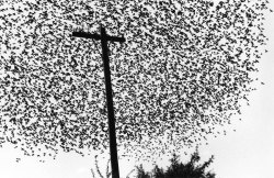 Graciela Iturbide - Birds on the Highway, 1999.