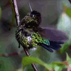 stiekemekat: Fiery-Throated Hummingbird enjoying the rain