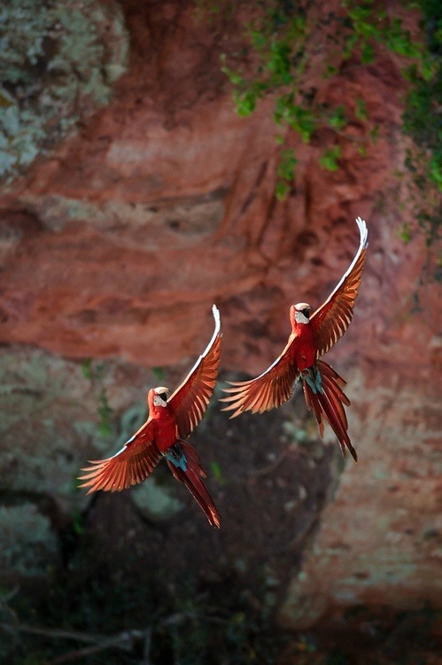 Spread your wings and soar (Scarlet Macaws in a mating flight)