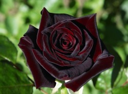 trebled-negrita-princess:  gothicmell:  Black Baccara Rose  I