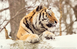 animalkingd0m:  Male Tiger by Alisha Prajapat 