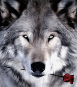 the-smiling-wolf:  I hope you all have a beautiful day. And if