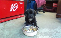 awwww-cute:  The newest mechanic at our garage. This is Spotticus