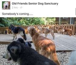acoolguy:  old-friends-senior-dog-sanctuary:  Who could it be
