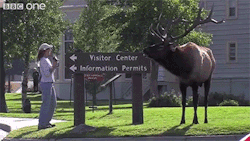 wildlittlebuddhist:  sizvideos:  Showdown In Elk Town - Video