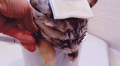 awwww-cute:  Itty bitty kitty takes a hot bath
