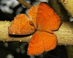 sinobug:  Elaborate Courtship Ritual of the Angled Castor (Ariadne