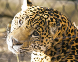 jaguarappreciationblog:  Jaguar portrait by grimeshome (CC Attribution