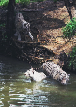 mstrkrftz:   white tigers in water pond | Samuel Johnson 