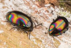 drhoz:  ftcreature:  gorgeous “oil slick” beetles. Darkling