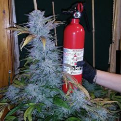 dank-purps:  Fire extinguisher for reference 😂🔥⛽️ massive